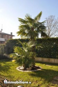 Immobiliare Mediaservim, Vendita de Appartamento en    Siziano Foto4 