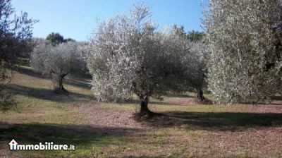 ROMA NORD IMMOBILIARE, Vendita de Casa en    Fiano Romano Foto8 